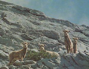 Yearling Bighorn Lambs, De Smet Range, Alberta Rockies